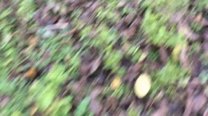 ФУНДУК в БЕЛАРУСИ . СОРТ КАТАЛОНСКИЙ,ЕСТЬ САЖЕНЦЫ #фундук#саженцыфундука#садоводство#огород#дача#са