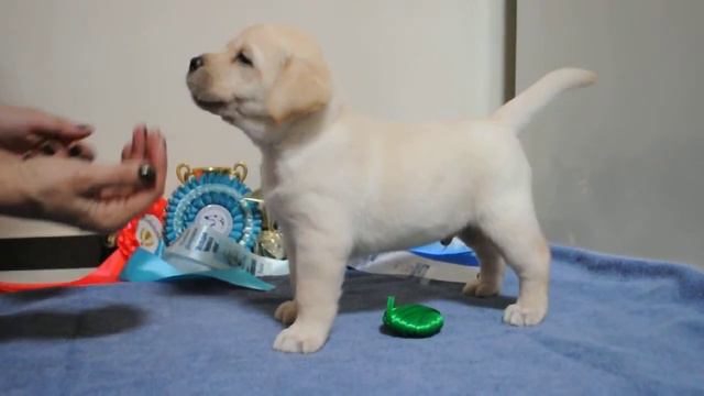 Meeting Flash Yandex Point Ru, 38 дней ,Свободен. смотреть онлайн