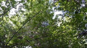 20130718110435  Уральская тайга - кедр и кедровые шишки, лес и комары.