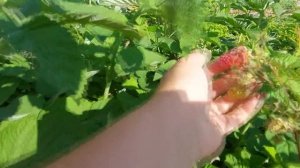 Малина Радзиева  - сорт на удаление или высадить на новом участке? Сравниваю с Соколицей