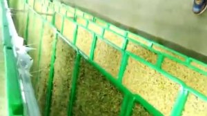 УСТАНОВКА ДЛЯ ВЫРАЩИВАНИЯ ГИДРОПОННОГО КОРМА