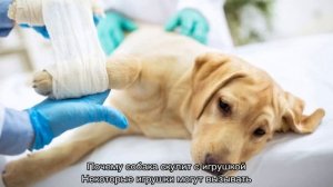 Собака скулит без причины и не находит себе места