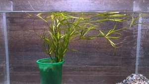 ЮНЦУС ПОЛЗУЧИЙ ( Juncus repens )