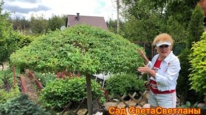 Ива ЦЕЛЬНОЛИСТНАЯ на штамбе. Стрижка. Уход. Формирование. Форма ЗОНТИК.Когда и как начинать стричь?
