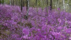 ГОРНАЯ СТРАНА БУРЯТИЯ У БАЙКАЛА.