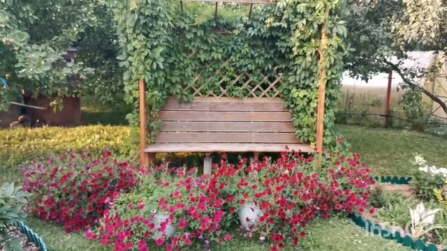 Петунья, Тайдал ред велюр , Биотехника. Бурное цветнеие смотреть онлайн