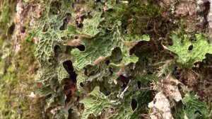 Lobaria pulmonaria u slatinskoj šumi