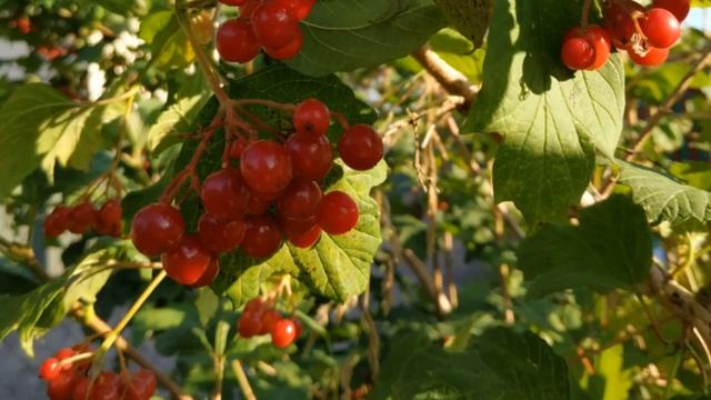 Михайло Стельмах "Гуси-лебеді летять", розділ 5_1 (аудіокнига)