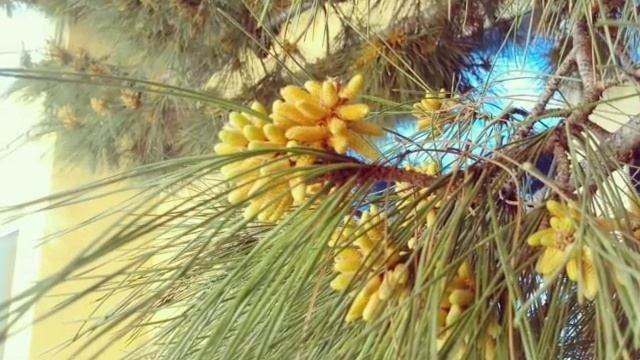 Ялта.Цветет сосна. смотреть онлайн