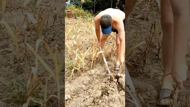 на даче Уборка чеснока | Когда убирать озимый чеснок 30 06 2018