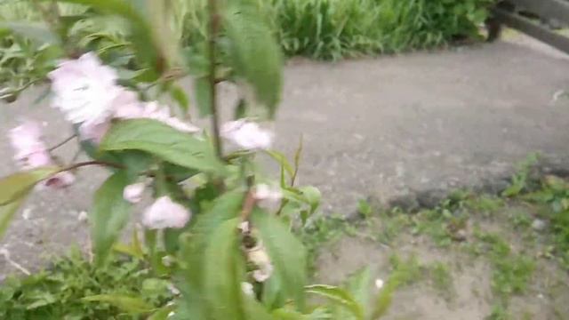 Сакура в Беларуси смотреть онлайн