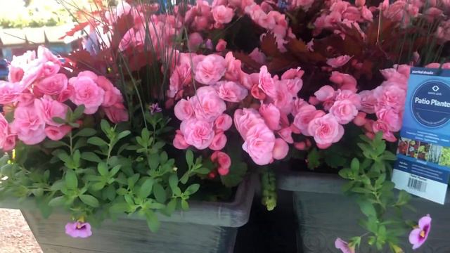 🌸NEW! Sam’s Club Brand New Plants | Shop With Me #samsclub #newplants #shopwithme