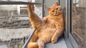 Я РЖАЛ ЦЕЛЫЙ ЧАС?ПОДБОРКА СМЕШНЫХ КОТОВ И СОБАК ДЛЯ ХОРОШЕГО НАСТРОЕНИЯ? #13