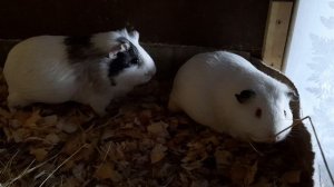 Вы такого пения ещё не слышали/Как поют Морские Свинки