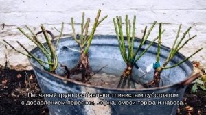 Роза Клэр Остин (Claire Austin)