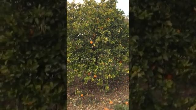 Курочки идут спать в апельсиновое дерево смотреть онлайн