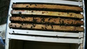 Пчелопакеты. Переселяю пчёл в ульи. 23.05.18. ПЧЕЛОВОДСТВО С НУЛЯ. КАК Я ЭТО ВИЖУ...