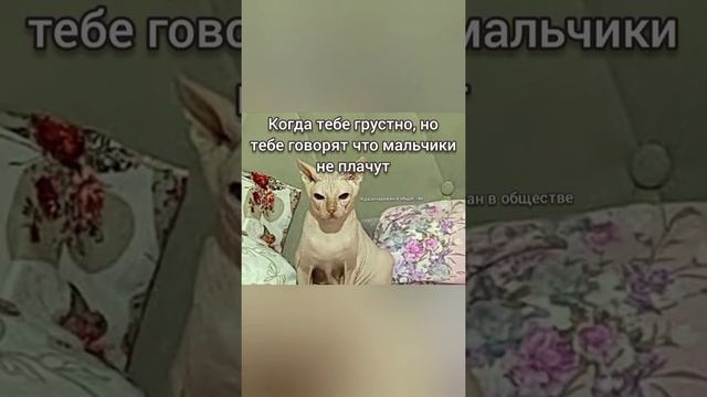 мемы с котиком Леопольдом