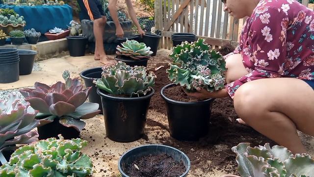 Mudanças por aqui Replante parte 2 смотреть онлайн