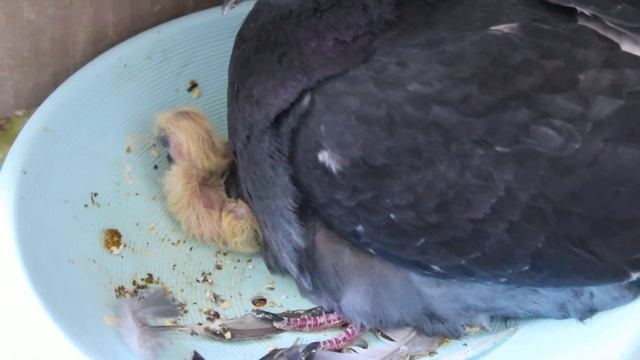 Голубка в гнезде с маленькими голубятами. Голубенок под левой лапкой мамы ✿ Dove and little pigeons