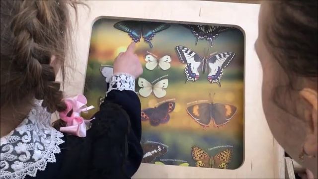 Одна из самых редких бабочек представлена на выставке в Комсомольске