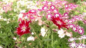Яркие Флоксы до самых заморозков