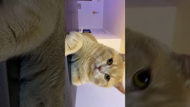 Самый забавный кот в мире #котейка #short #shorts
