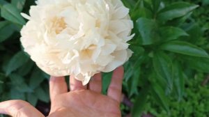 Пион Summer Glow