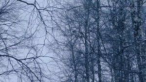 22lr.ЛУЧШАЯ ОХОТА НА ТЕТЕРЕВА