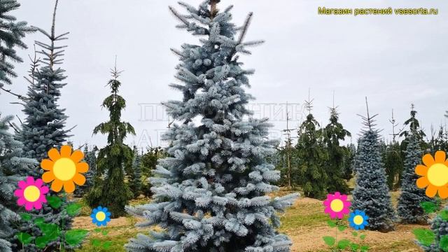 Ель колючая Хупсии. Краткий обзор, описание характеристик Picea Pungens Hoopsii