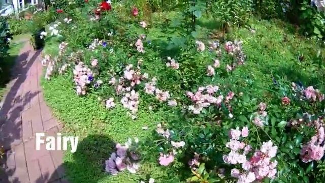 Цветы июня: энотера, колокольчик, гвоздика турецкая, розы, ирис, пиретрум, чубушник. смотреть онлайн