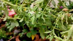 Stevia plant #Natural sweetener #Ayurvedic Plant #Medicinal Plant # Sugar substitute