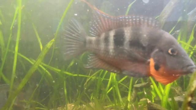 Цихлазомы Меека мальки смотреть онлайн