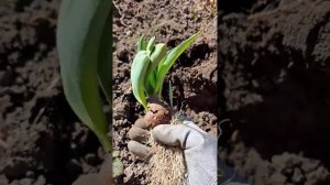 Рассаживаю тюльпаны весной.