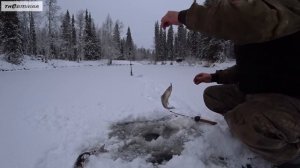 Изба! Тайга! Первый лёд!!! Открываю зимний сезон, рыбалка на хариуса! Нарвался на клёвое место!