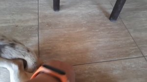 вязка собак чихуахуа ❗только для взрослых ❗ питомник собак Кастропуло Крым Симферополь