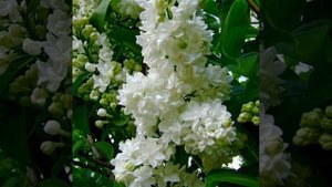 Классная песня. Запахи сирени. СЕРГЕЙ МАЕВСКИЙ.