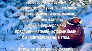 Разведение фазанов. Бизнес идея