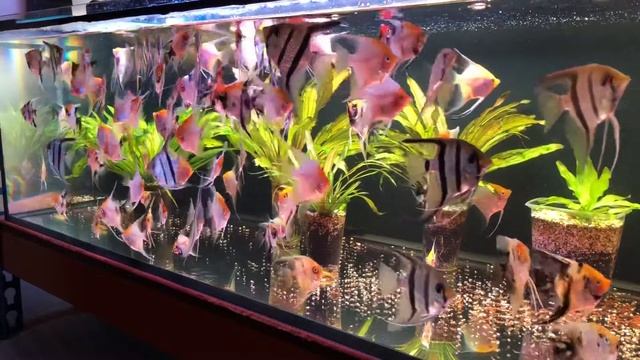 Скалярии подростки смотреть онлайн