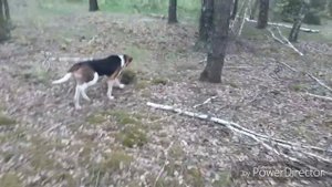 #24 НАШЛИ РУСАКА! НАГОНКА ЩЕНКА ГОНЧЕЙ!