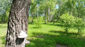 Прогулка в лес в первый день лета