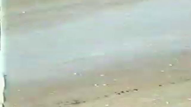 Птицы Флориды. смотреть онлайн