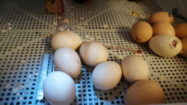 Инкубация цыплят - с первого дня до вывода