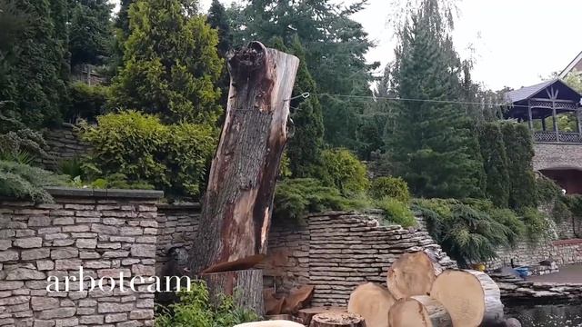 Спил деревьев смотреть онлайн