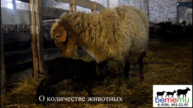 БЕМЕМУ. ПРОДАЖА ЯГНЯТ РАЗНЫХ ПОРОД. смотреть онлайн