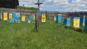 02 июня. ВЫШЕЛ ПЕРВЫЙ РОЙ В ЭТОМ СЕЗОНЕ...🐝🐝🐝