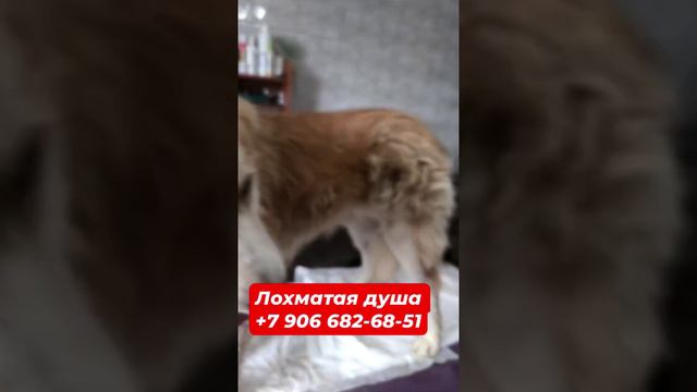 Пулевое ранение