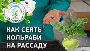 Как посеять капусту кольраби на рассаду. Капуста кольраби - выращивание из семян.