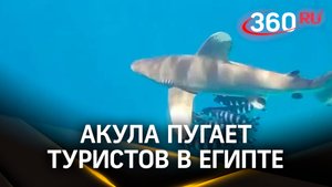 Акула напугала туристов в Египте. Хищница несколько раз подплывала близко к берегам Шарм-эш-Шейха