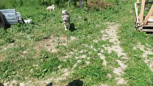 Щенки и лайки всегда рады приезду